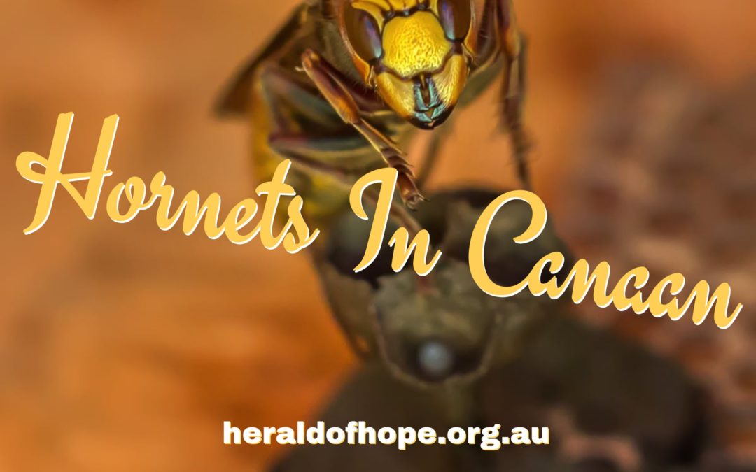 迦南地的黄蜂 Hornets in Canaan