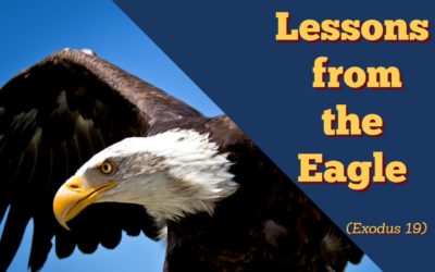鹰课堂 Lessons from Eagles